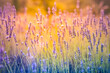 Lavender bushes closeup. Lavender field macro. Blooming artistic blurred meadow, colorful travel landscape. Sunset blossoms floral nature sunlight rays over summer purple flowers. Provence, France
