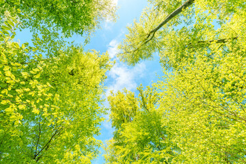 Wall Mural - a view up into the trees direction sky - sustainability picture - stock photo - sunstar