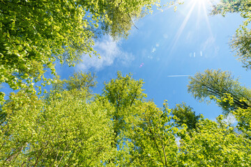 Wall Mural - a view up into the trees direction sky - sustainability picture - stock photo - sunstar