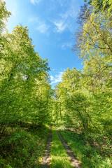 Wall Mural - Sunshine filters through trees on woodland path, creating dappled shade - sustainability picture - stock photo - sunstar