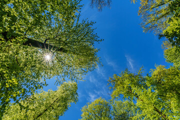 Wall Mural - a view up into the trees direction sky - sustainability picture - stock photo - sunstar