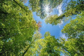 Wall Mural - a view up into the trees direction sky - sustainability picture - stock photo - sunstar