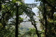 Tropischer Nebelwald in der Gipfelregion am Berg Cerro Piedra Blanca in den Bergen von Escazú Berglandschaft bei San José in Costa Rica