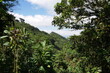 Tropischer Nebelwald in der Gipfelregion am Berg Cerro Piedra Blanca in den Bergen von Escazú Berglandschaft bei San José in Costa Rica