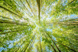 © AdobeTim82 - a view up into the trees direction sky - sustainability picture - stock photo - sunstar