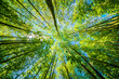 © AdobeTim82 - a view up into the trees direction sky - sustainability picture - stock photo - sunstar