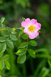 Close up of a blooming wild rose in spring time
