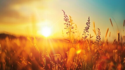 Wall Mural - Grasses with sun setting