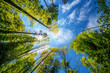 © AdobeTim82 - a view up into the trees direction sky - sustainability picture - stock photo - sunstar