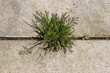 Closeup Annual meadow grass, annual bluegrass, poa (Poa annua) that grows and blooms between the tiles. Family Poaceae. Spring, April, Netherlands