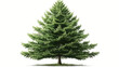 a green pine tree on a white background