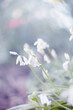 Biały kwiat, naturalny ogród, hiacyntowiec hiszpański (Hyacinthoides hispanica)