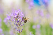 Bee picking pollen lavender flower. Defocused nature violet and green in background.	