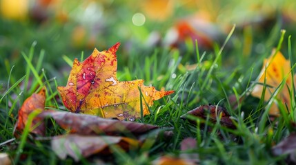 Wall Mural - Leaf with droplets on grass