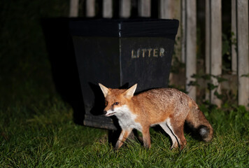portrait of a red fox near a litter bin at night