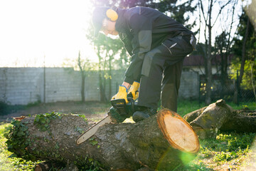 Wall Mural - A man in uniform cuts an old tree in the yard with an electric saw.