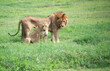 African male lion and female lioness in green savannah of Tanzania, Africa