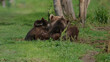 Bear mother feeding breast milk cubs