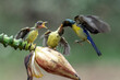 Olive backed sunbirds feed their chicks	