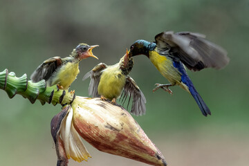 Wall Mural - Olive backed sunbirds feed their chicks	