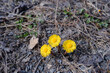 Coltsfoot in April.
