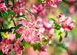 Pink Malus spectabilis blooming ornamental apple crabapple tree in outdoor garden in Kharkov, Ukraine. Closeup photo of pink flowers of Asiatic apple, Chinese crab, HaiTang or Chinese flowering apple.