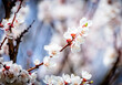 Apricot plum tree Blossom in spring time, beautiful white flowers, soft focus. Macro image with copy space. Natural seasonal background.
