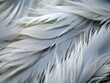 Close-up of Soft White Feathers