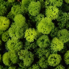 Sticker - Vibrant green moss texture in natural setting