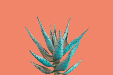 Wall Mural - Aloe Succulent Plant in Blue Tone Color on Pinkish Orange Background, Creative Colorful Summer Concept