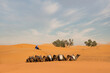 Camel caravan resting in the sun of the Moroccan desert