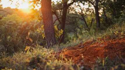 Poster - Sunlight filtering through trees in a field