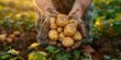 A farmer holding a handful of freshly harvested potatoes in their hands
