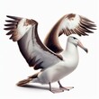 seagull in flight on white