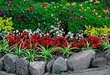 kolorowe kwiaty w ogrodzie, czerwone, białe i fioletowe kwiaty, Zielistka, dalia i begonia stale kwitnąca, Dahlia , begonia ×semperflorens-cultorum i Chlorophytum
