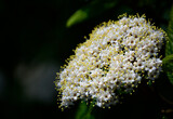Fototapeta Lawenda - biały kwiat Kalina sztywnolistna, kwitnąca kalina, blooming viburnum, Viburnum rhytidophyllum, leatherleaf viburnum	
