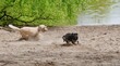 Hunde rennen umeinander frei in der Hundeauslaufzone