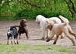 Hunde rennen umeinander frei in der Hundeauslaufzone