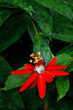 Red Passion Flower