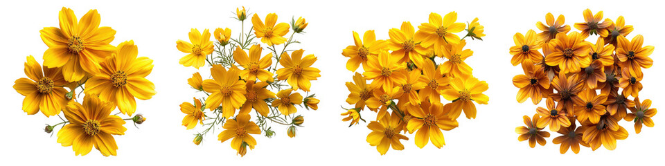 Wall Mural - Prairie Coreopsis Flowers Top View Hyperrealistic Highly Detailed Isolated On Transparent Background Png File