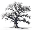 an ancient oak tree on a white background