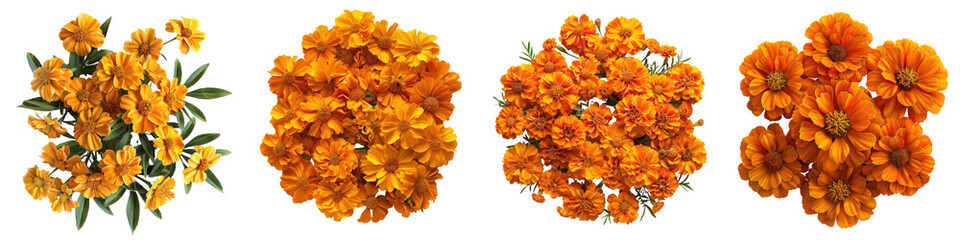 Wall Mural - Marigolds Flowers Top View  Hyperrealistic Highly Detailed Isolated On Transparent Background Png File