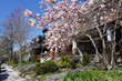 Residential street in springtime with magnolia blossoms