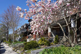 Fototapeta Londyn - Residential street in springtime with magnolia blossoms