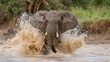 © Maximilian - A captivating image showcasing an African elephant lifting its legs high, causing a large splash in the muddy waters of its natural habitat