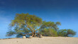 Panoramic view of the branches and foliage of the Tree of life, acacia located in the middle of the desert, without people, at daytime with blue sky, Manama, Bahrain