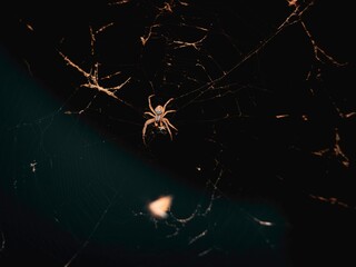 spider on a web