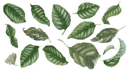 Naklejka na meble Set of green leaves in realistic watercolor style. Collection of botanical illustrations, isolated on white background. 