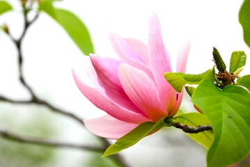 Sticker - Magnolia flowers. Nagnoliaceae deciduous tree.
The flowering period is from March to April.