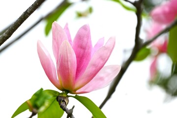 Poster - Magnolia flowers. Nagnoliaceae deciduous tree.
The flowering period is from March to April.